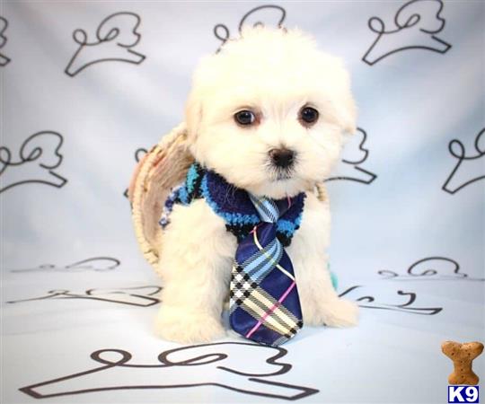 lvpuppyheaven Picture 3